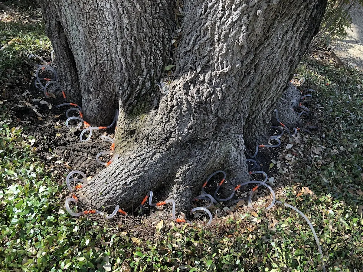 Detailed Tree Cabling and Bracing job site in Cecil